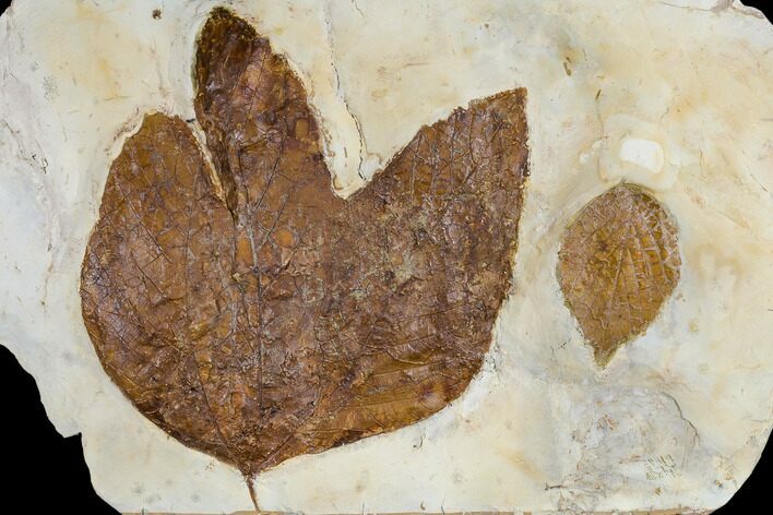 Fossil Sycamore And Hackberry Leaves - Montana #113180